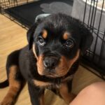 Milo