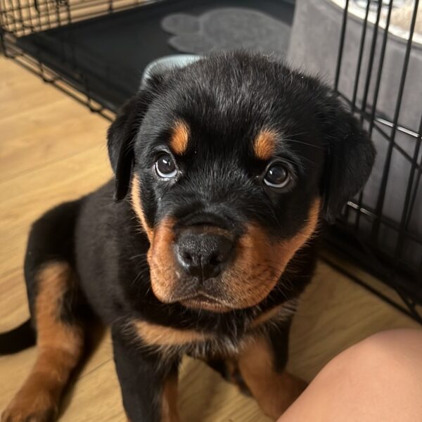 Milo