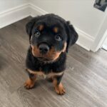Penny