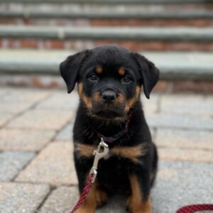 Duke