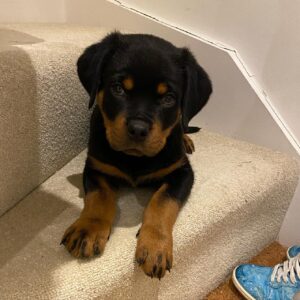 Dora