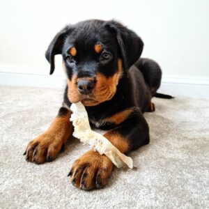 Charlie