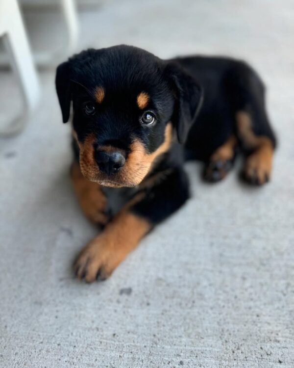 Sophie
