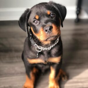 Jimbo