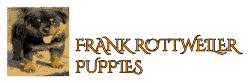 ZACHARYS WORKING DOG BREEDS